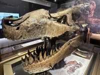 【🇺🇸芝加哥🇺🇸】Field Musuem：暴龍🦖 T Rex 體驗，難忘博物館之旅，適合帶小朋友來震撼教育一下‼️