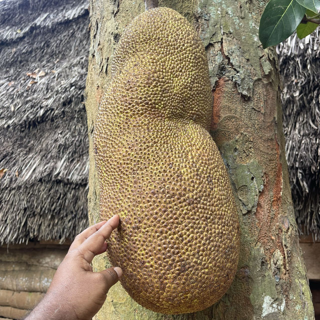 Spice farm exploration in Zanzibar 