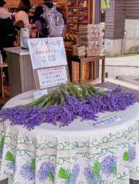 北海道夏季No.1薰衣草田🪻富良野富田農場✨✨