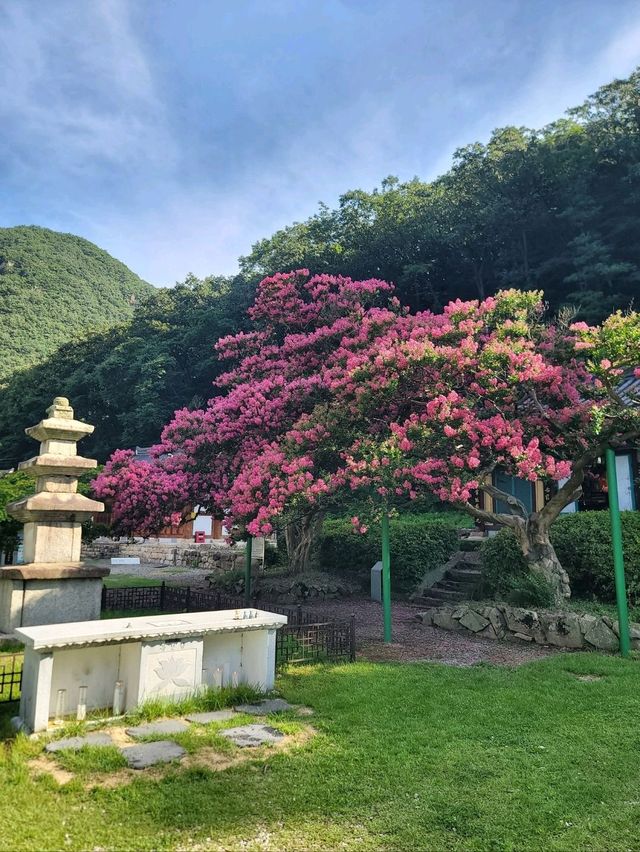 호랑이와 배롱나무가 있는 특별한 사찰🐯💗