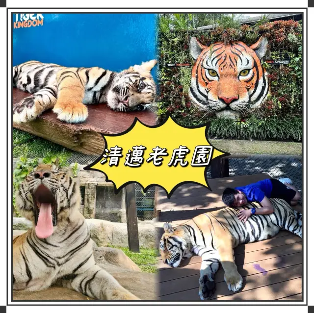 清邁老虎園-緊張刺激，與老虎來一場親密接觸