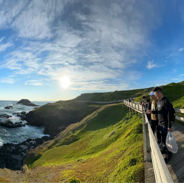 Mesmerizing March of the Penguins: A Phillip Island Adventure