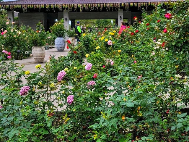 【苗栗】浪漫玫瑰花園，適合情侶家庭朋友賞花遊玩