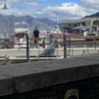 紐西蘭必訪旅遊勝地💗Queenstown 