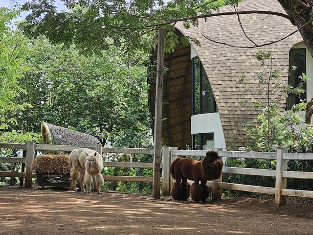  🏕️📍ดุสิตดีทูเขาใหญ่