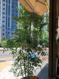 보문카페 : 예쁜 개인카페 추천 코무