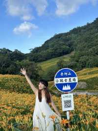 台灣花蓮|赤柯山金針花海現況2024