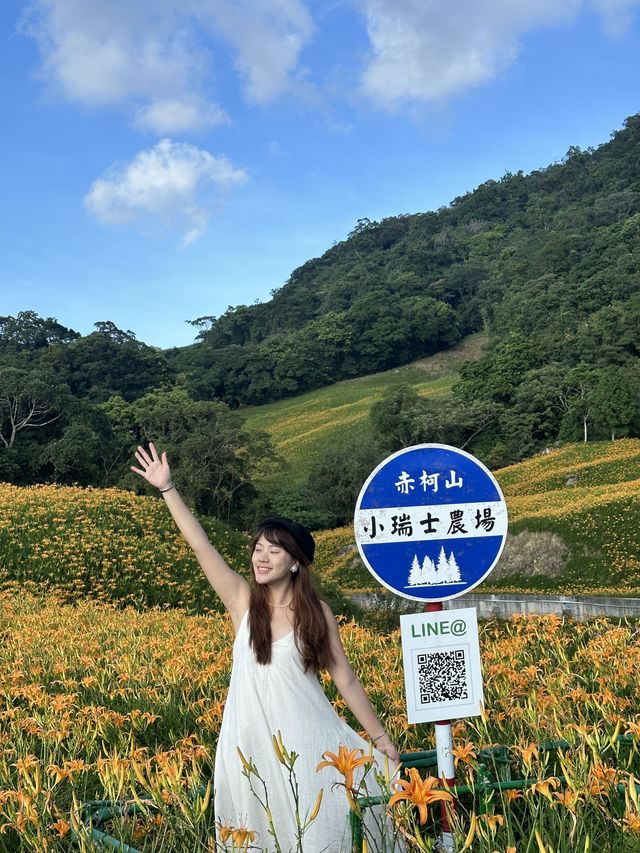 台灣花蓮|赤柯山金針花海現況2024 台灣花蓮|赤柯山金針花海現況2024