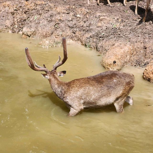 สะพานชมกวางหนองใหญ่ ชุมพร 🦌