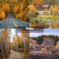 Autumn in Mohe 🍂