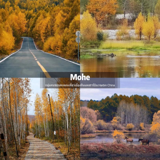 Autumn in Mohe 🍂