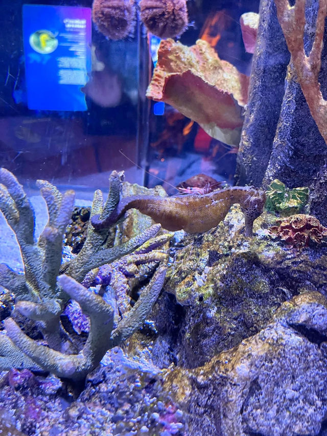 ชวนเที่ยว Sea Life Bangkok