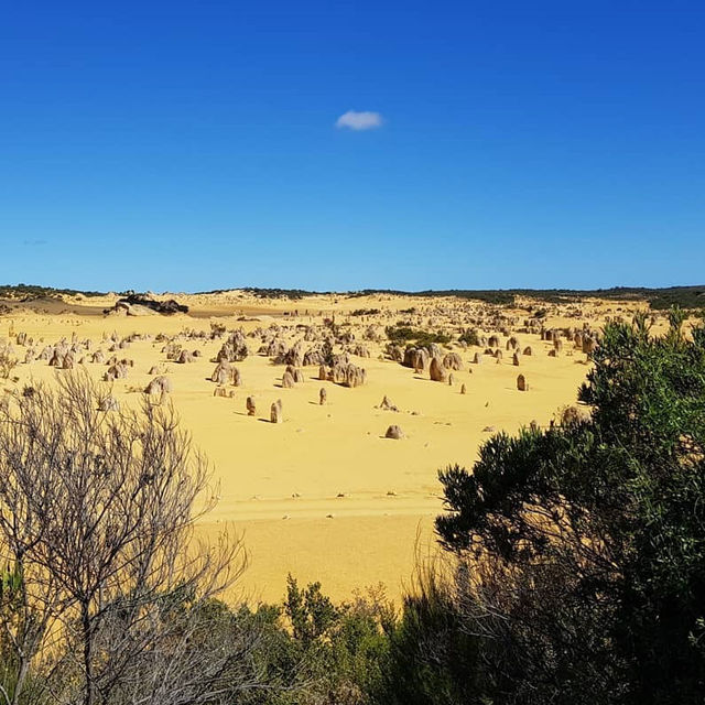 Nature's Artistry: The Breathtaking Pinnacles Desert