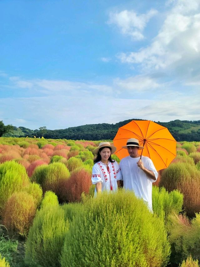 가을인생샷 남기려면 임진강댑싸리공원🧡