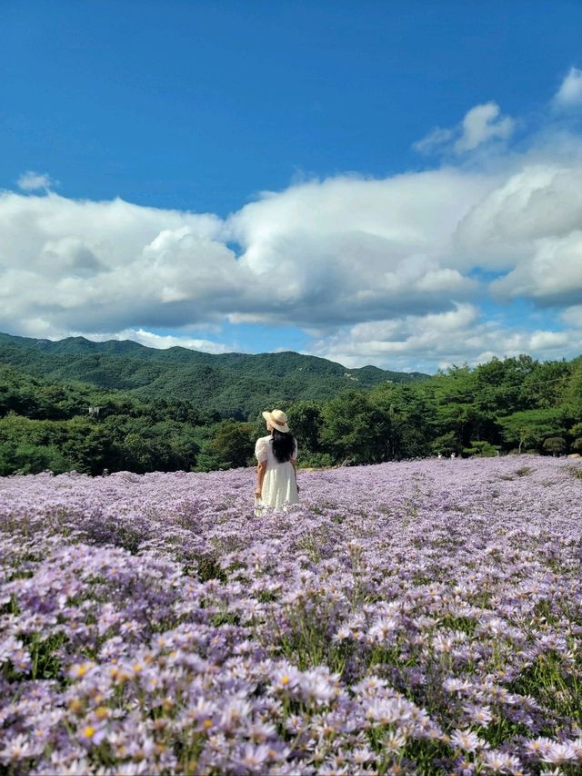 가을을 알리는 너무 예쁜 보라천국💜