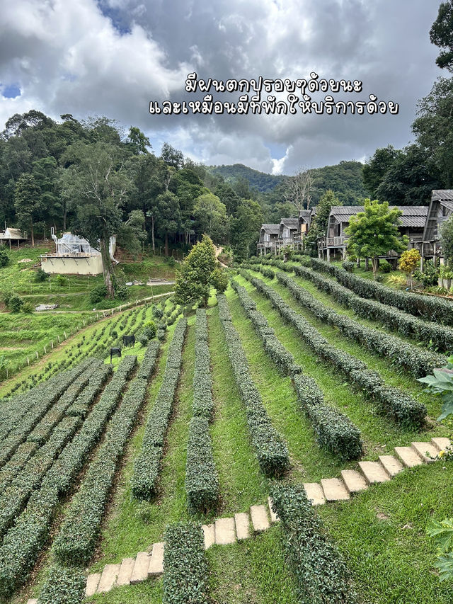 เที่ยวไร่ชาลุงเดชหน้าฝน🌱🌧️