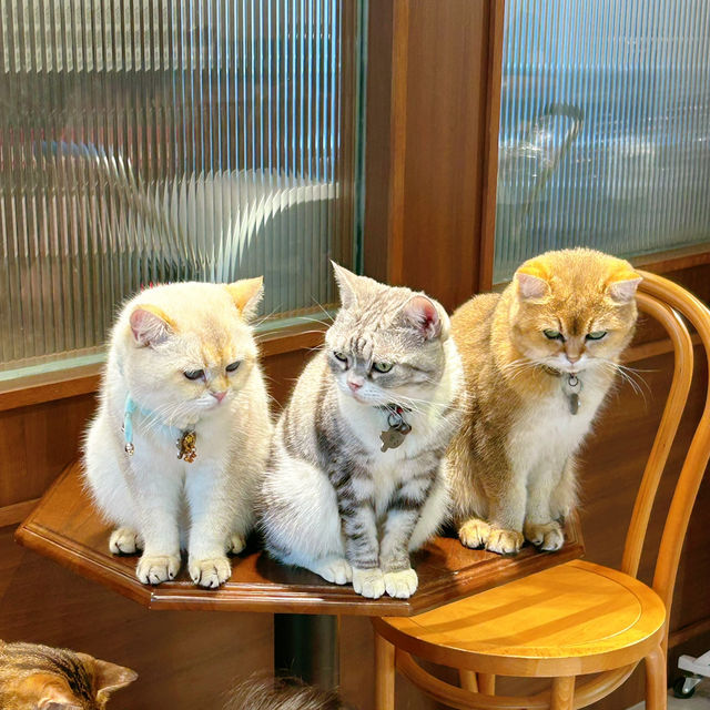 必去貓咪Cafe🥰 