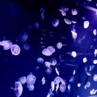 池袋陽光水族館-繁華鬧市區內的水族館，與企鵝在空中邂逅