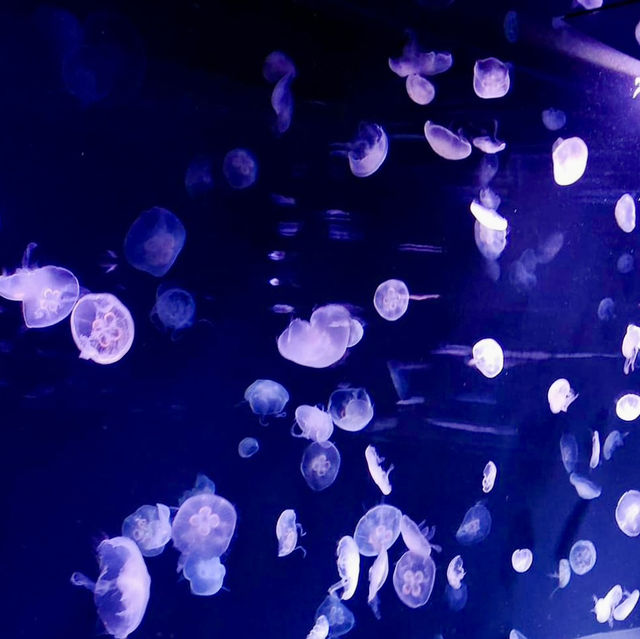 池袋陽光水族館-繁華鬧市區內的水族館，與企鵝在空中邂逅