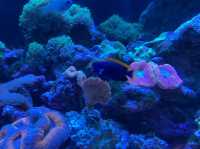 【港区】品川にある人気水族館🐬🐟