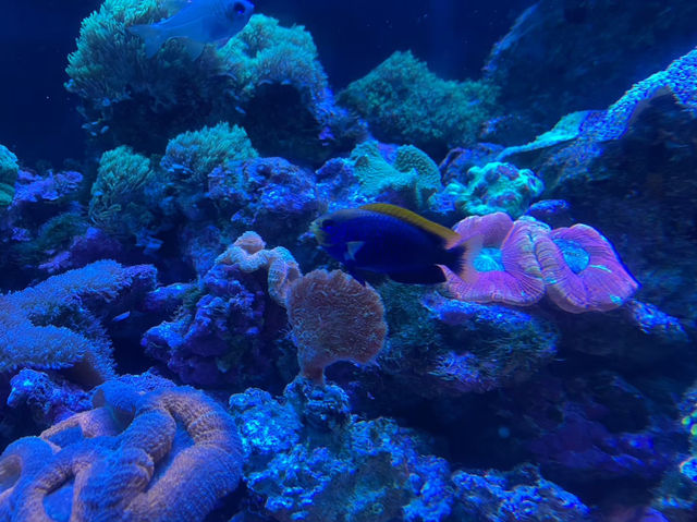 【港区】品川にある人気水族館🐬🐟