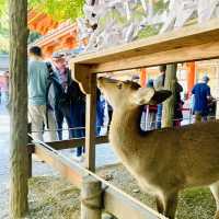 奈良°ㅣ原始森林中的千年神社ㅣ被鹿包圍的春日大社