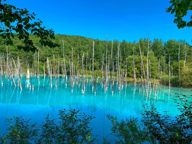 【北海道】神秘的なミルキーブルーの絶景✨白金青い池