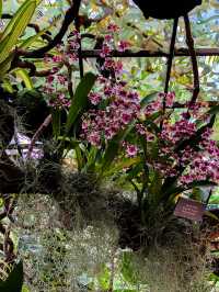 Cloud Forest at Gardens by the Bay