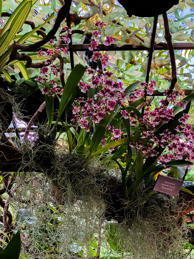 Cloud Forest at Gardens by the Bay