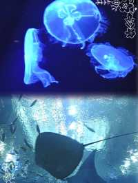 沖繩水族館觀賞海洋生物之美