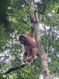 Encounter Orang Utan in Gunung Leuser National Park