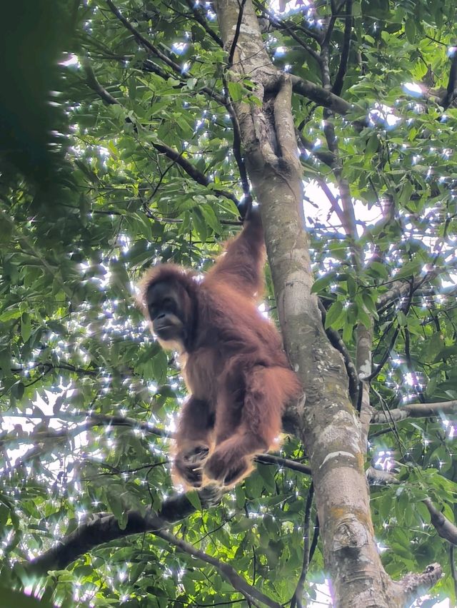 Encounter Orang Utan in Gunung Leuser National Park