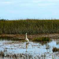 VISITING THE EVERGLADES NATIONAL PARK.