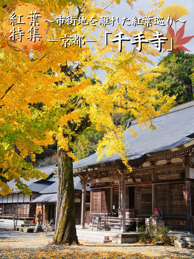 【ここ行って】本当は教えたくない🙅眺めもいい🤩山の上で見るイチョウ✨