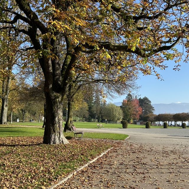 楚格湖畔的美麗公園