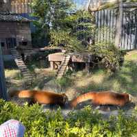 東京景點｜日本最古老的親子動物園—恩賜上野動物園