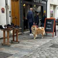 Dijon France. Famous for its vineyards and night bars 