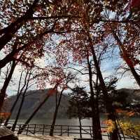 Autumn Splendor at Nami Island