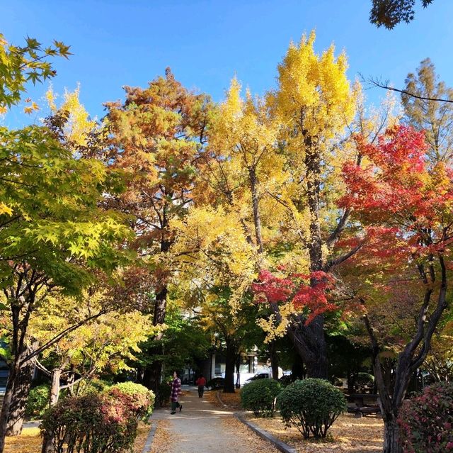 去首爾不能錯過的梨花女子大學銀杏林和紅葉美景