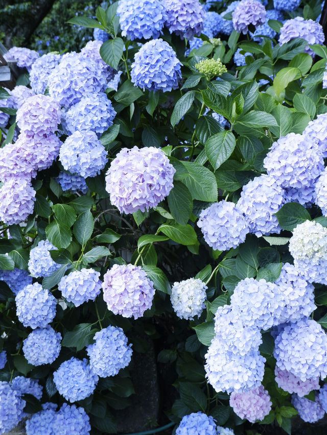 名古屋一日遊：花海＋溫泉