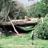 【NZ】オークランドの動物園🐱