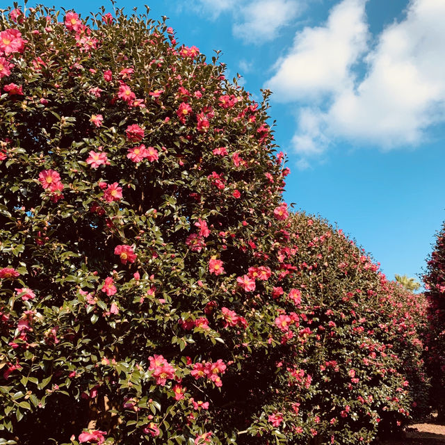 친구랑 제주 동백꽃여행🌺히든클리프에서 힐링하고 야무지게 놀기🎧