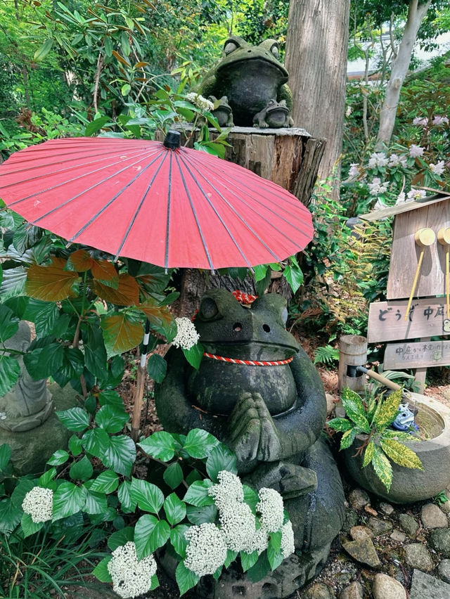超多可愛青蛙🥰福岡青蛙寶地全攻略❤️❤️
