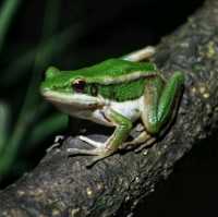 3 Reasons Why Must Explore the Kinabatangan River 