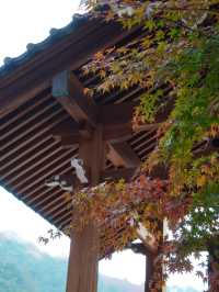 【栃木×佐野】参道に広がるグラデーション紅葉の絶景🍁