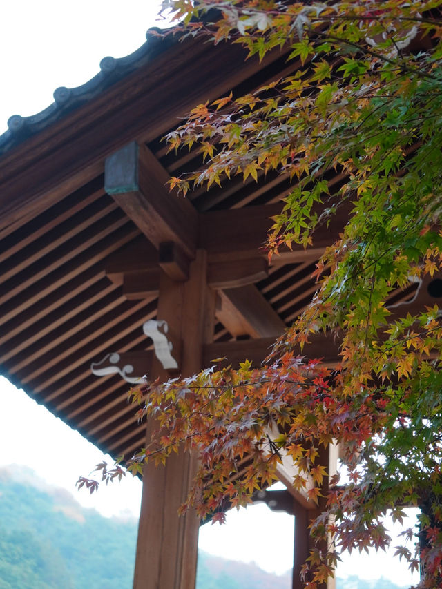【栃木×佐野】参道に広がるグラデーション紅葉の絶景🍁
