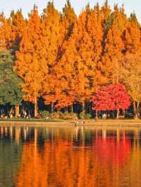 景點推薦：水元公園——東京秘境紅葉地