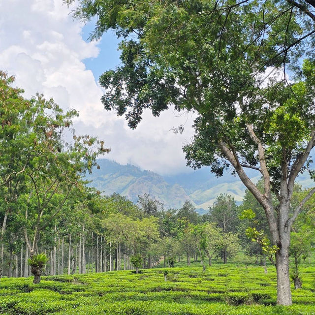 Embracing Serenity at Kebun Teh Wonosari: