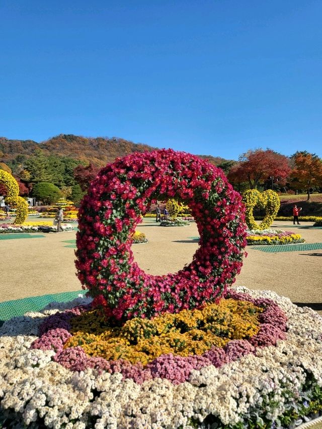 국화와 단풍을 같이 볼수있는 가을여행지