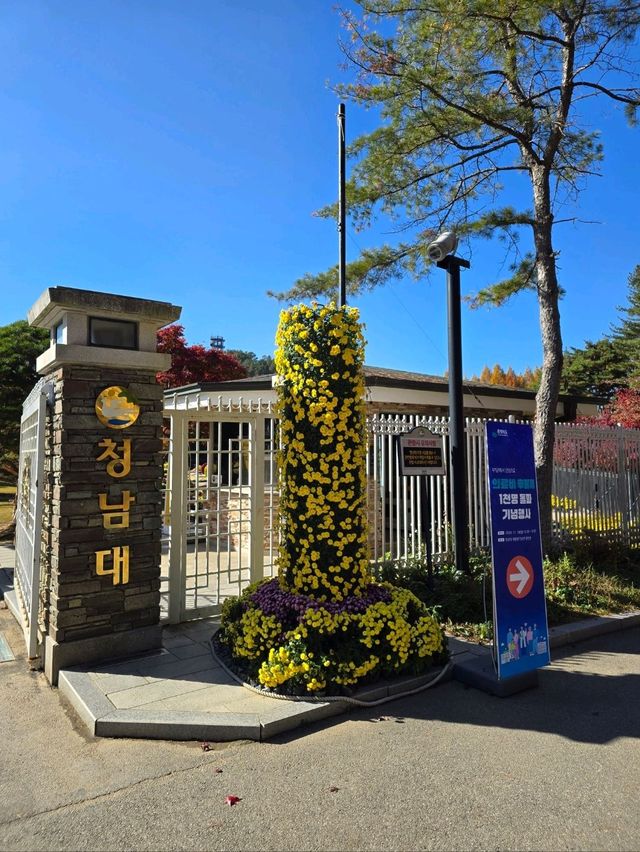 국화와 단풍이 아름다운 청주 가을여행지🤎
